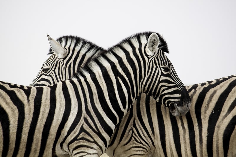 Exotic Safari
